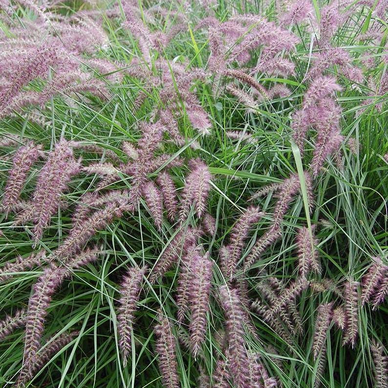 pennisetum