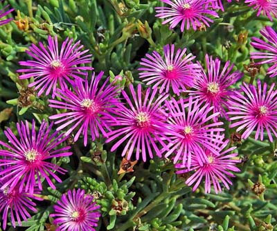 delosperma400