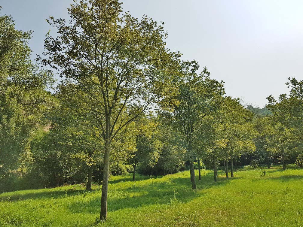 celtis australis