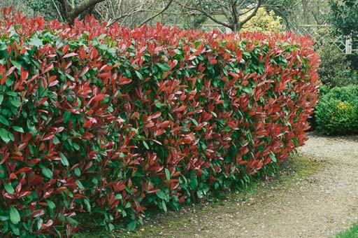 photinia_red_robin