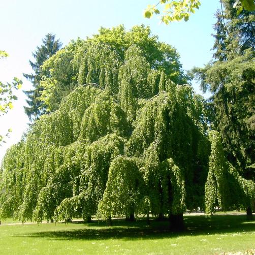 Fagus-sylvatica-Pendula