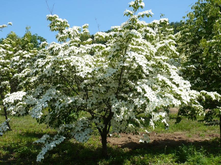 cornus-kousa albero